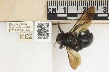 Media type: image;   Entomology 810625 Aspect: labels